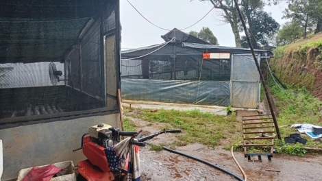 Kon Tum: Hơlen ư̆h kơƀlep tơpă yan au tơdrong pơtăm  sâm Ngọc Linh