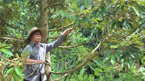 ONG BO BO BI, BANGSA RAGLAI NGAK MBANG NAIH JOI