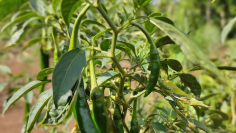 Ênhiang mmuiñ djuê ana Êđê