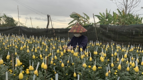 Mơnuih ngă hmua Dak Lak, Quảng Nam dik dak prap lui bơnga sĭ bơyan ngui tết