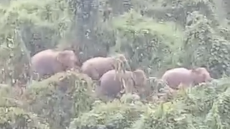 Quảng Nam: Bơơn lêy 5 p’nong ruốih crâng