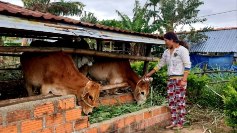 Gia Lai pa dưr k’rơ liêm tơợ xa nay bh’rợ pa xiêr đha rứt cóh zr’lụ đhanuôr acoon cóh