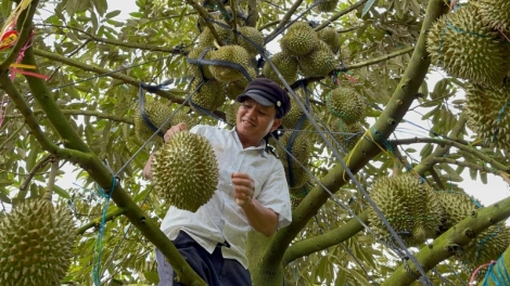 Càr Dăk Lăk crơng gơs Mpồl sầu riêng