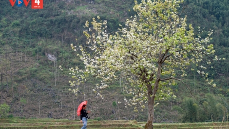 CHƯƠNG TRÌNH KHAY HENG TIỂNG TÀY NÙNG  (Thứ Năm, Vằn 02/02/2023)