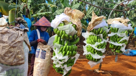 Gờñ lơh sră cih mat dan pà mà tiah tam, uă phan lơh geh bơh sươn sre càr Gia Lai dê tăc uă mờ lơgar ndai