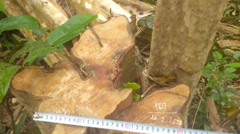 Gia Lai: Phung knĕ tlĕ kyâo druôm leh truh 125 phŭn kyâo dliê 