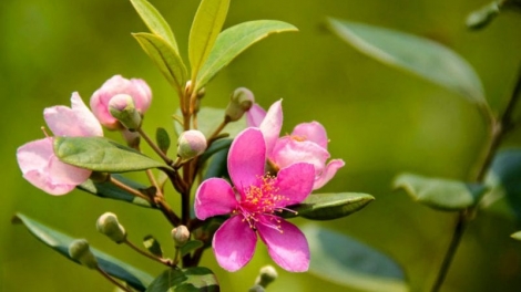 CHƯƠNG TRÌNH KHAY HENG TIỂNG TÀY NÙNG  (Thứ Sáu – Vằn 17/02/2023)