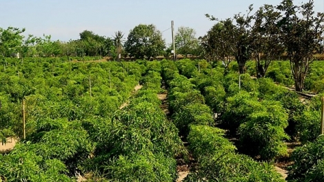 Ninh Thuận: Zư lêy, pa dưr gen tơơm za nươu chr’năp