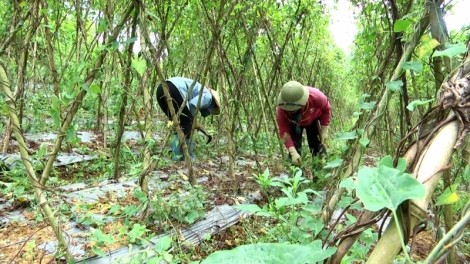 Phai paz nhây phiến