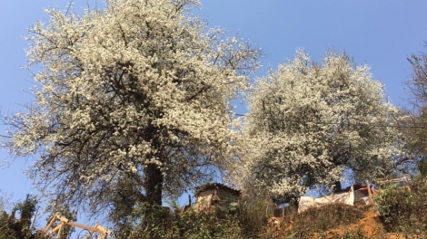 Ra văng bhrợ “T’ngay bhiẹc bhan Sơn tra” coh da ding ca coong Tây Bắc