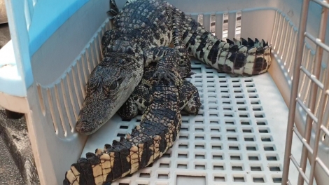 Quảng Trị: Bơơn lêy cá sấu đhị bh’nậ đác