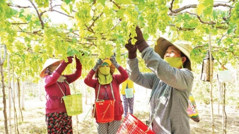 PATAGOK CHAT LUONG NHO NINH THUẬN