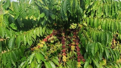 Soan mom ta nkual n’har bri Thuận An 