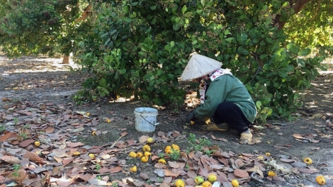 Gia Lai: Mất mùa, giá thấp, người trồng điều kém vui