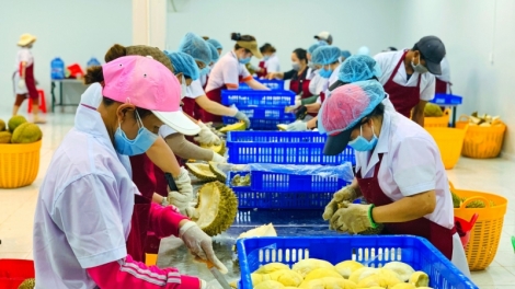 Dăk Lăk tơlik jơnau kờñ gơguh mờr 5% ai gah lơh sa suơn sre in