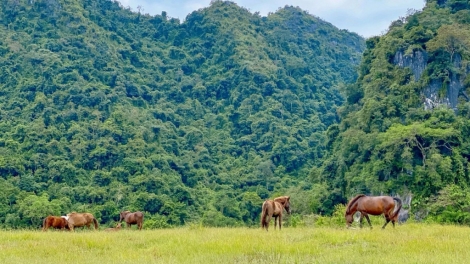 CHƯƠNG TRÌNH KHAY HENG TIỂNG TÀY NÙNG  (Thứ Hai Vằn 06/03/2022)