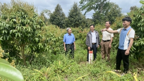 Krông Pach: Jang keh đang chă pơtŏ, jô̆ hơlen, iŏk tơvih teh pơm trong gre rĕnh Khánh Hòa – BMT