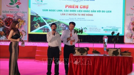 Kon Tum: G’luh tr’nơơp bhrợ g’luh thi ooy sâm Ngọc Linh