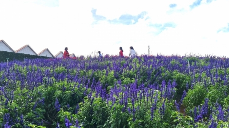 Nhơl chờ lơh broă sa suơn sre càr Lâm Đồng: pal bơsong kal ke nàng tơnguh bơtàu pràn