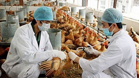 CÚM MENUK ADA  H5N1 KAN KANDAH YAU HABAR? 