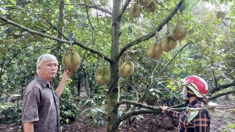 Êpul hgŭm mâo klei đĭ kyar kyua mâo đảng viên ba êlan êlâo