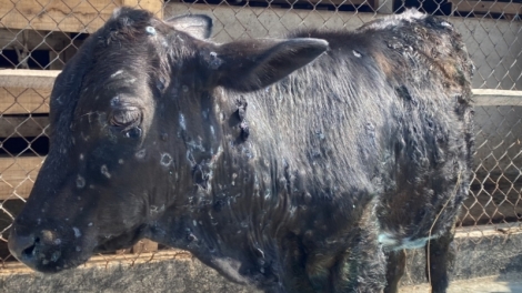 Quảng Ngãi pa đâh t’pặt pr’luh cray coh bh’năn băn