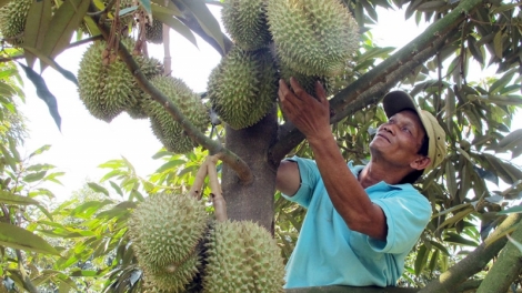 Lâm Đồng hnê tối ăm kuăn pơlê pôi tà po rơdâ deăng pêt loăng plâi sầu riêng