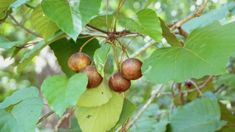 Moon pa rơớt tơợ tu bhiệc 19 cha năc bọol bêl xang cha cr’liêng p’lêê trẩu đhị Lạng Sơn