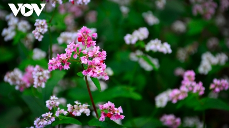 CHƯƠNG TRÌNH KHAY HENG TÀY NÙNG  (Thứ Hai – Vằn 20/03/2023)