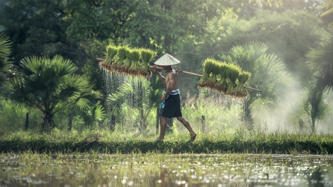 កសិករវ័យចំណាស់ Trần Quang Thâu ជាមួយស្វាយ  cát chu សម្ងួត។ 