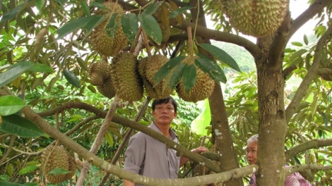 Mâo klei mtă amâo mâo duah bi kluh pla lu boh durian ôh 