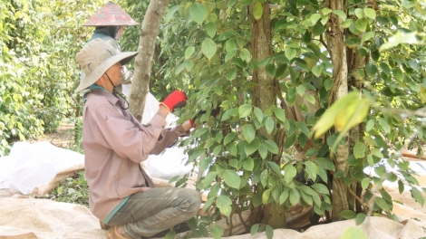 Kàl lơh tiêu nam 2023: Cau lơh broă sa càr Dăk Lăk chờ hờp chờ hờñ ngan kơnờm bơh cồng nha lơh geh uă mờ tăc geh giă tai