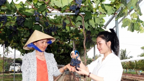 កាម៉ាវ នារីម្នាក់ឆ្ពោះទៅកាន់ទិសដៅផ្ដើមពីការដាំចំការទំពាំងបាយ ជូរផ្ដល់ផ្លែច្រើនលើតំបន់ដីជាប់ជាតិប្រៃ។