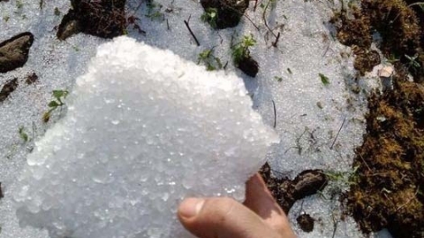 Kon Tum: Athei bơngai pơtăm Sâm Ngọc Linh kơchăng tang găn tŏ ‘mi kial chrih chrĕng