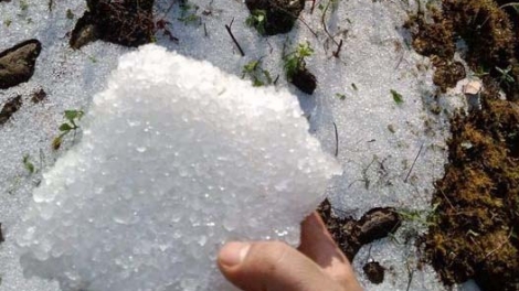 Kon Tum: Nkah njrăng nuĭh tăm Sâm Ngọc Linh rdâng lơh đah trôk nar tât khuch êng tĭng ntŭk