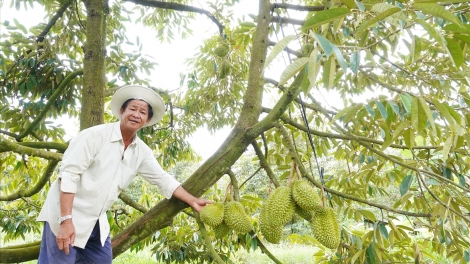 PATAGOK PHUN DURIAN DI BHUM TANERAN KRAONG CỬU LONG: DUI PACHREIH KAYUA KEIN LABA GLAONG