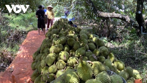 Mơhnhôk kuăn pơlê ôh tá po rơdâ xêh ƀăng deăng pêt plâi sầu riêng