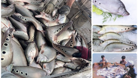 ILAMU RAONG IKAN SALAT DALAM LỒNG BÈ MANGAOK KRAONG