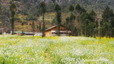 Phai paz nhây phiến