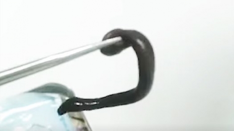 Ta cắp pay đỉa dal k’nặ 10cm coh moh âng muy cha năc đhanuôr đhị Nam Giang