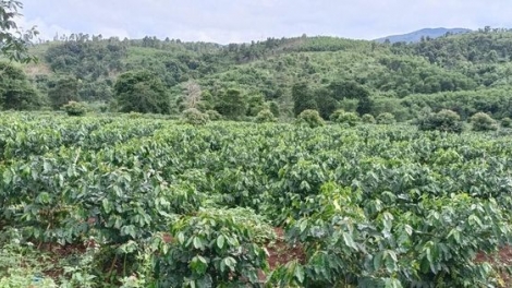 Hướng Hóa: Năc lêy choh cớ 160 heca ta cà phê coh c’moo 2023