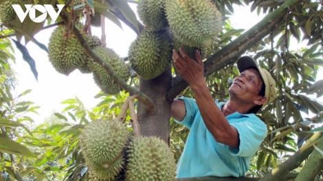 Lâm Đồng mtă brei răng kơ klei čŏng pok phai anôk pla mjing boh durian 