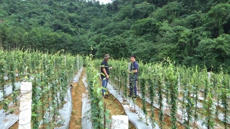 Tsaz yênhx nta suôz luk Hmôngz hnuz 12-4-2023