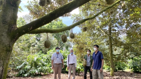 Đăm pŏk mlar ôh ênhă durian