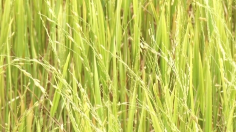 Kon Tum: Sial vănh blông, mih tŭp pler lơh khuch bơi tât 6,8 rmen prăk