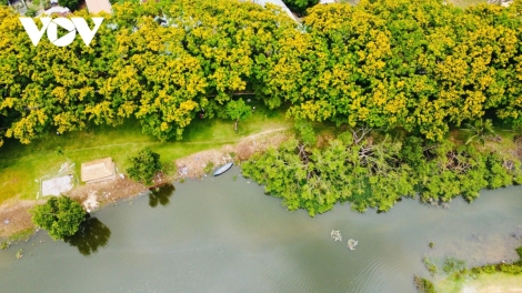 Panh pháo hoa đhị k’ruung Tam Kỳ hơnh déh bhiệc bhan pô sưa 