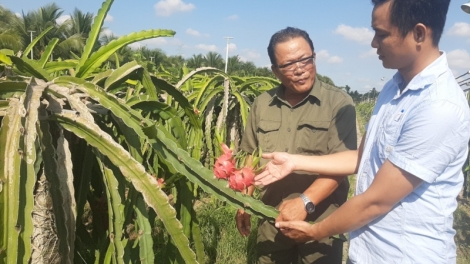 ខេត្តទៀនយ៉ាង បក្ខជនធ្វើមានពីការដាំដើមស្រកានាគ