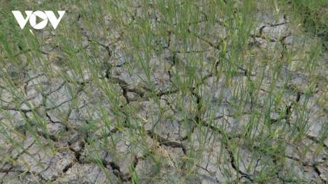 Nông dân Sơn La “T’bhlầng lưch c’rơ” cha groong cha noong xơơt bhrơợng coh đanh đươnh