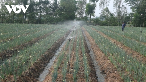 BOL BHAP KHMER SOC TRANG JUM PATAOM, DAONG GAUK NGAK MBANG