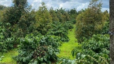 Rềs àr tài bơh kòp lơh aniai mờ drà kă bro tŭ bă ù tam sầu riêng gơguh uă ir